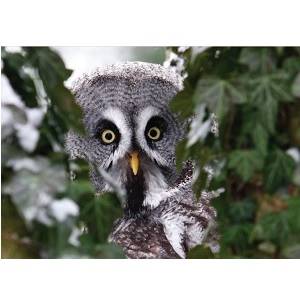 Great Grey Owl Christmas Card